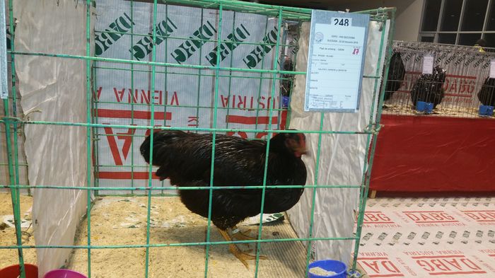 20160122_171803 - 2016-Expo Bucovina-Suceava