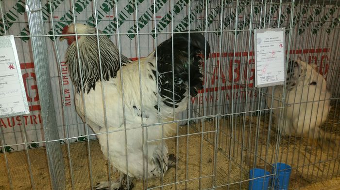 20160122_171940 - 2016-Expo Bucovina-Suceava