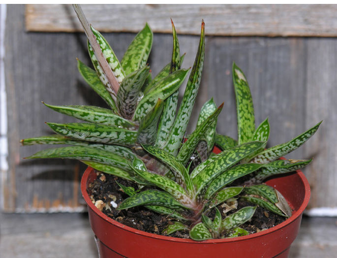 gastlil achizitionata