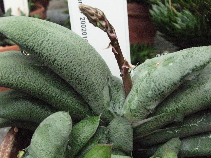 Gasteria_glomerata achizitionata - Dorinte suculente 2017