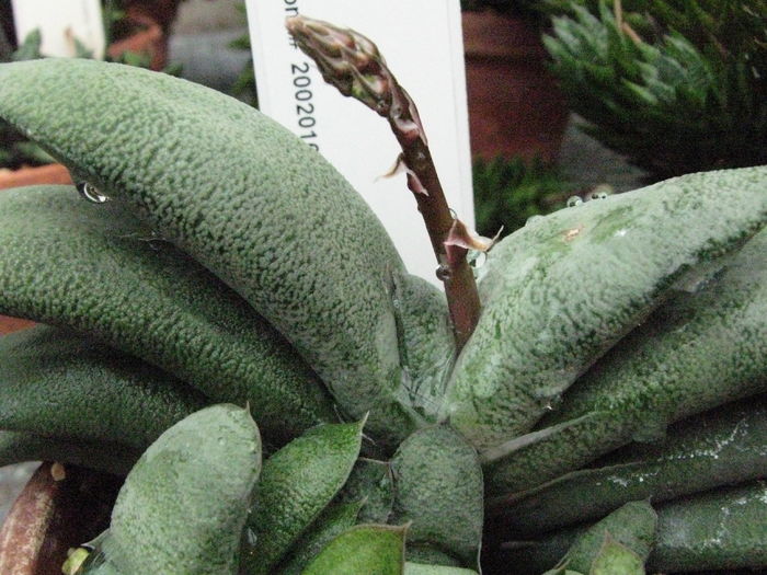 Gasteria_glomerata achizitionata