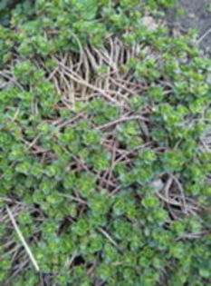 105438747_ZVSEBTP - Primavara 2015