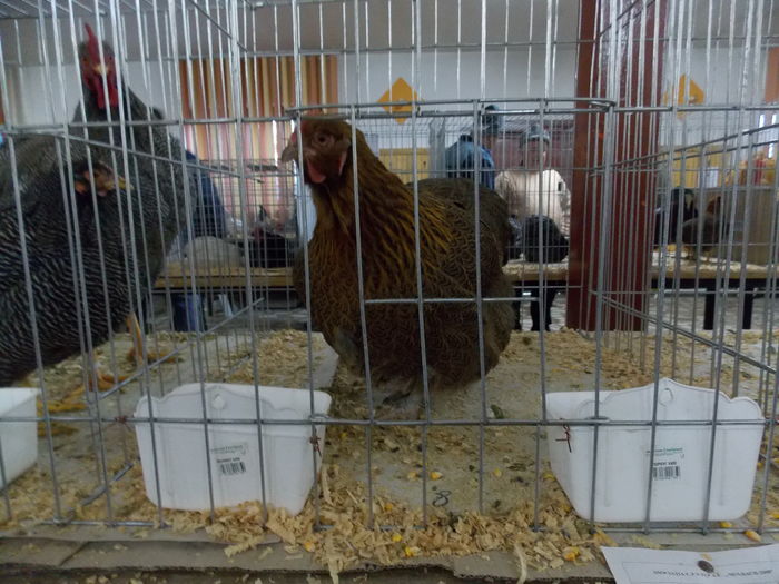 DSCN1554 - Copie - Copie