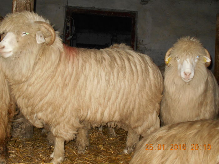 Picture 041 - Balele 2016-2017