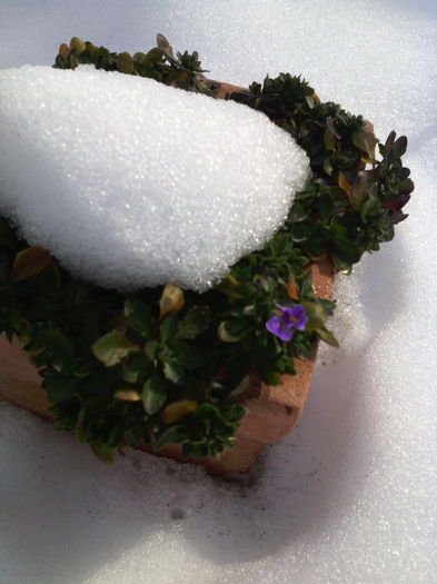 Harnicuta -Aubrieta se grabeste sa infloreasca prima anul acesta in curte.; Suntem totusi in ianuarie.
