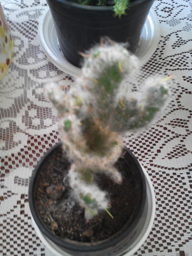 I - cactusi 2015