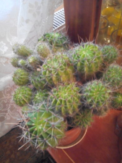  - cactusi 2015