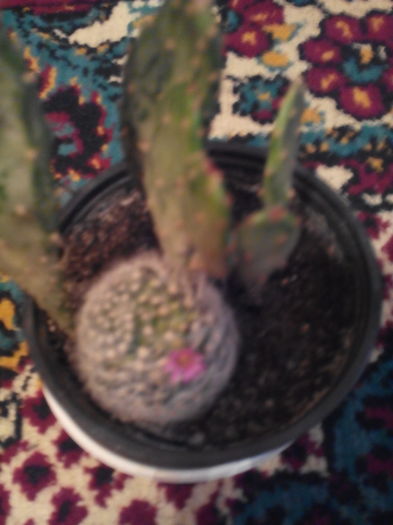  - cactusi 2015