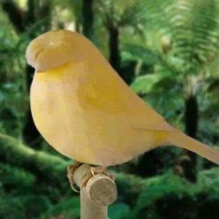 SUPER  GLOSTER - FRUMUSETI  MONDIALE