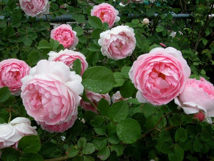 Cottage rose - Dorinte trandafiri