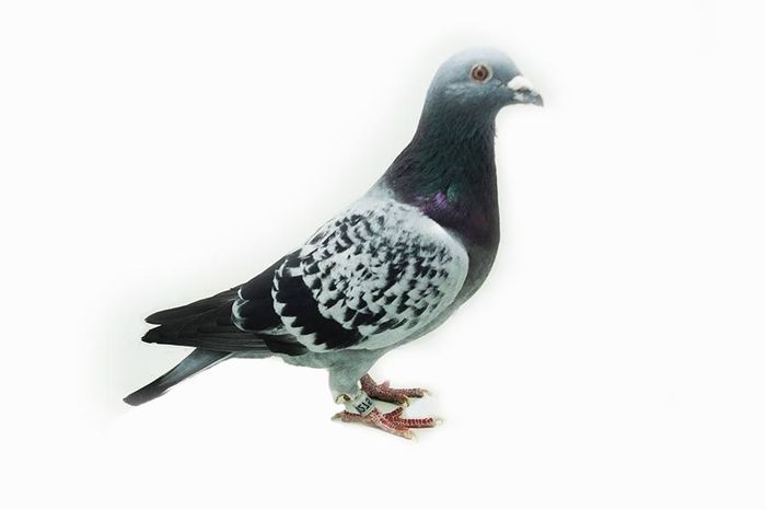 Nepot conxacvin kalimanici  1 Finala