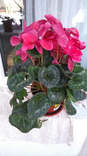 cyclamen la reduceri - Flori apartament