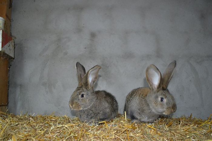 12625653_1085748738125081_1024337258_n