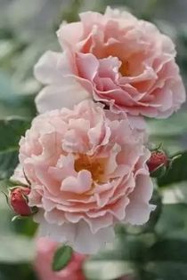 Twiggy's Rose - Comanda trandafiri 2016