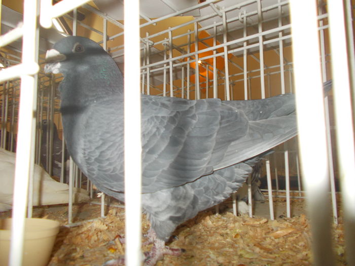 DSCN1344 - Expo Sebes 2016