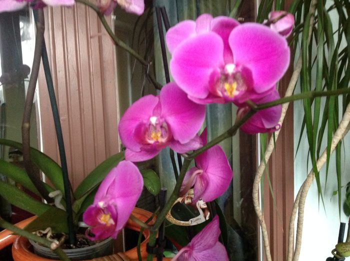 image - orhidee