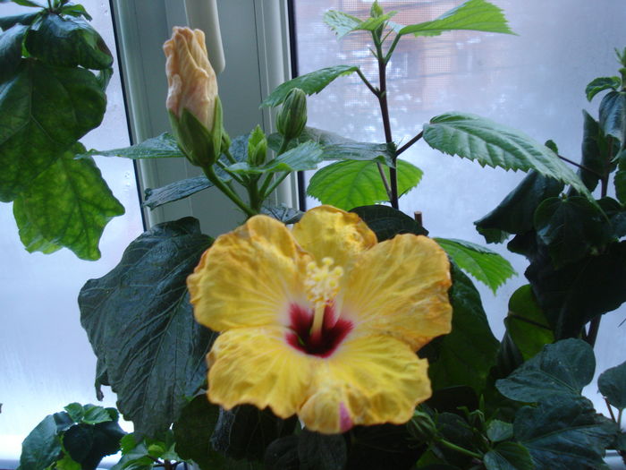 DSC04500 - HIBISCUS 2016