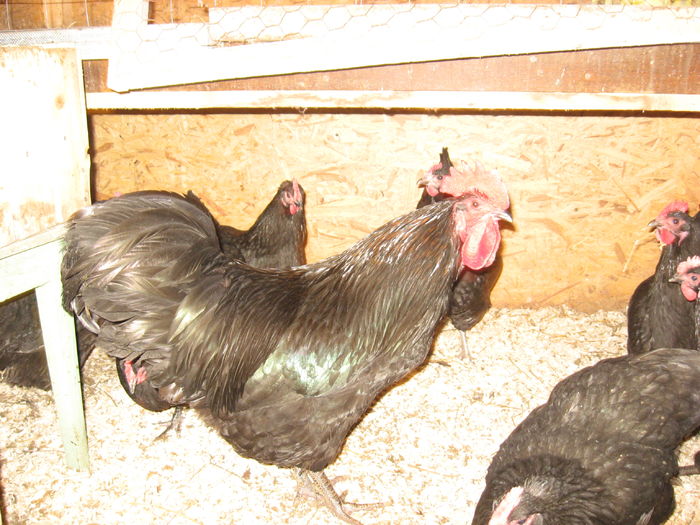 IMG_3075 - AUSTRALORP MATCA 2016