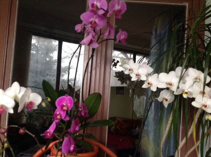 image - orhidee