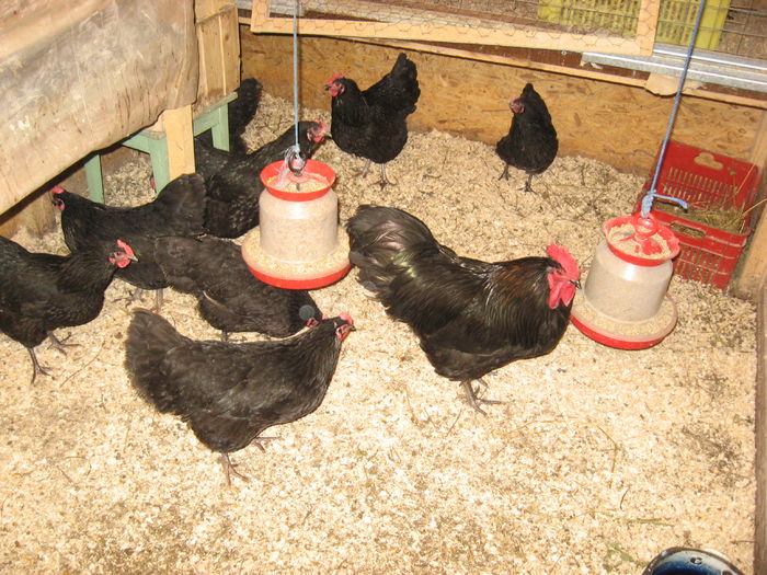 IMG_3079 - AUSTRALORP MATCA 2016