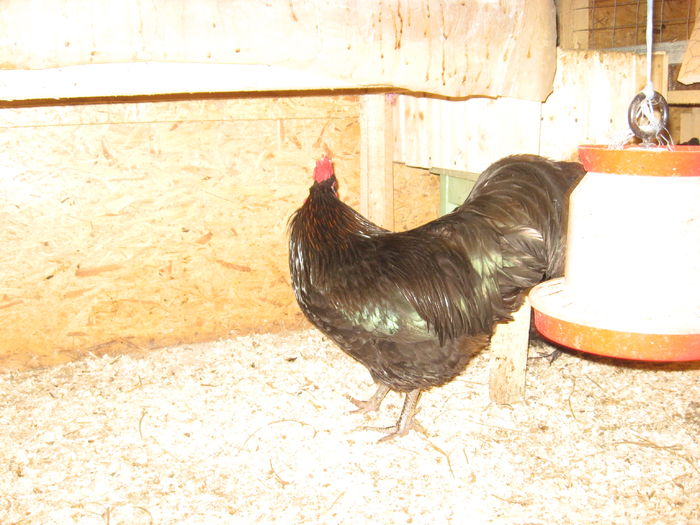 IMG_3093 - AUSTRALORP MATCA 2016