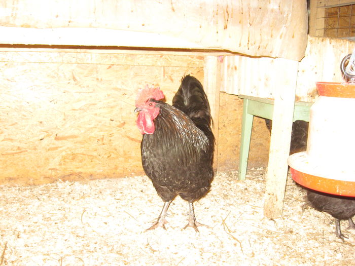 IMG_3094 - AUSTRALORP MATCA 2016