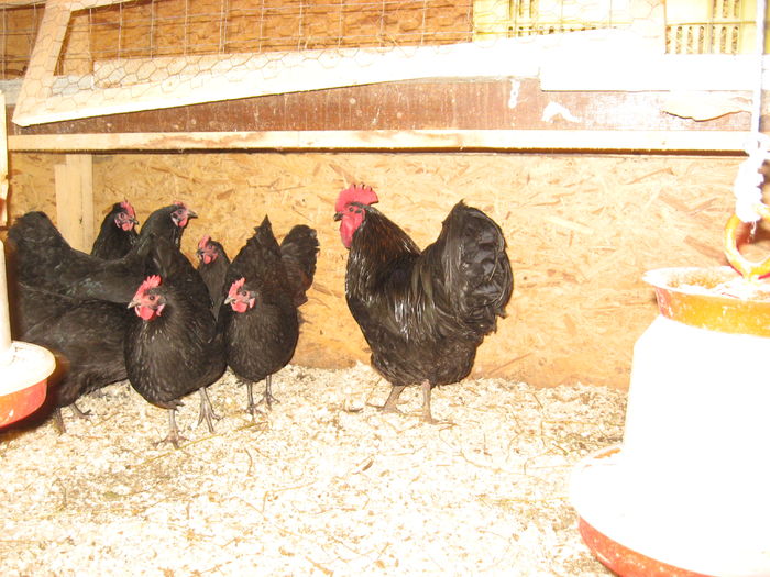 IMG_3095 - AUSTRALORP MATCA 2016