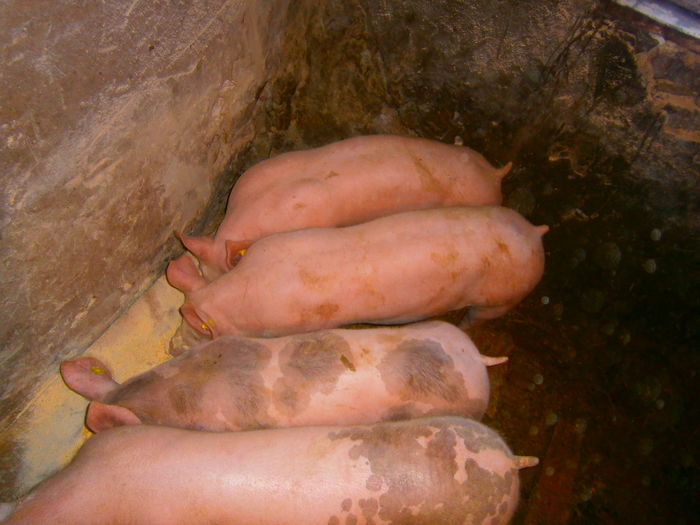 P1280122; si cam atat....pic zeiger si pietrain..
