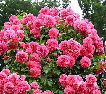 Rosarium Uetersens helen15 - Achizitii trandafiri 2016