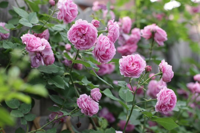 Louise Odier - Floralia - Achizitii trandafiri 2016