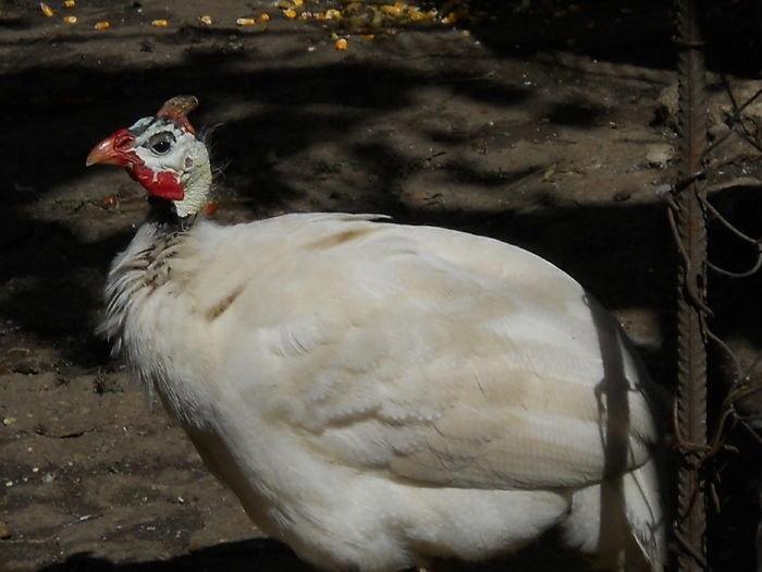 picherita alba - animalute