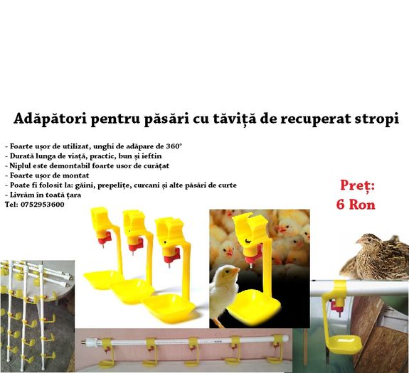 adapatori pasari tavita 2016