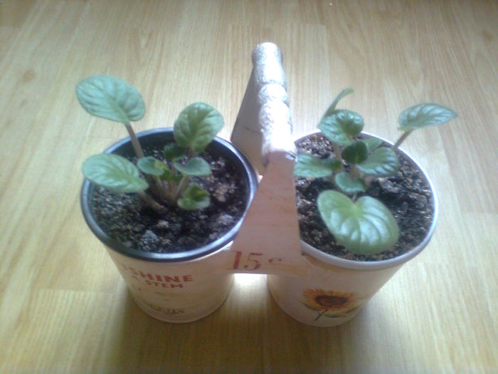 Violete de parma - FLORI LA GHIVECI