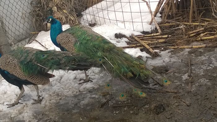 WP_20160129_004 - Paunii mei