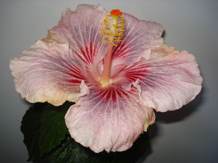 DSC04523 - HIBISCUS 2016