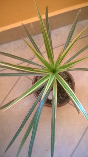 WP_20151124_12_35_32_Pro; Dracena
