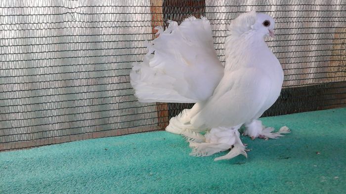 M, Duca H, 350 lei - au fost VANDUTI