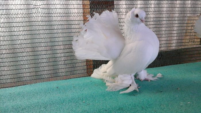 M, 2013  Duca H, 350 lei - au fost VANDUTI