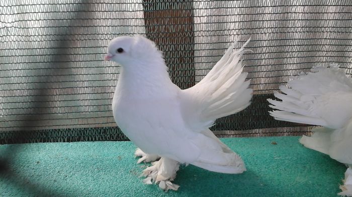 M, EL TORO, audia4, 300 lei; clema grena picior drept
