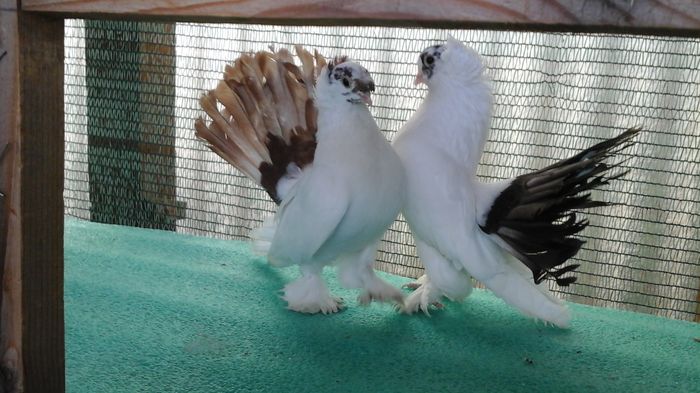 pereche matca - Orizonturi pt obtinerea de Nord Caucazian cu coada rosie  red tail pigeons