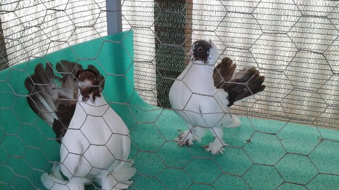 Masculi 2015 - Orizonturi pt obtinerea de Nord Caucazian cu coada rosie  red tail pigeons