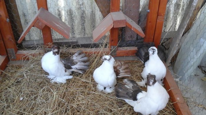 20160129_140606 - Orizonturi pt obtinerea de Nord Caucazian cu coada rosie  red tail pigeons