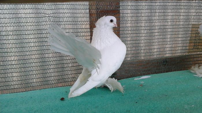 M Duca Mops, 250 lei