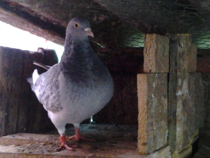 noua achizitie - Porumbei  mei