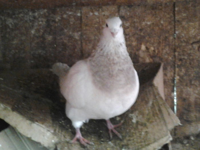 Fotografie0005 - Porumbei  mei