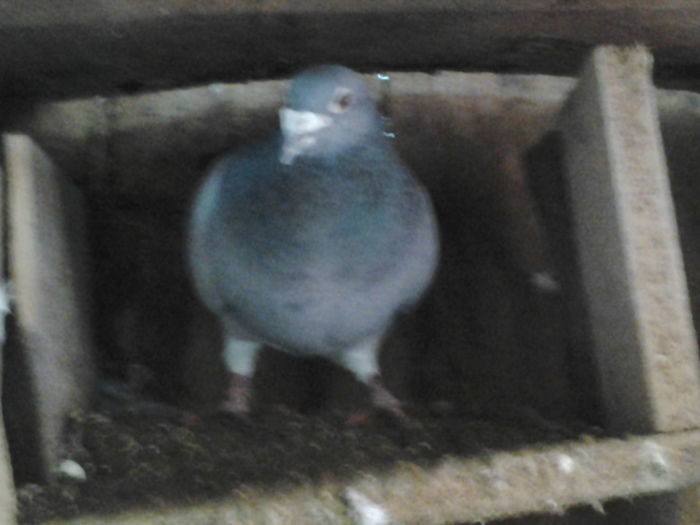 mascul 2013 - Porumbei  mei