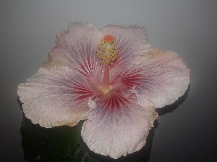 20160129_145400 - Hibiscus Eye of the Storm