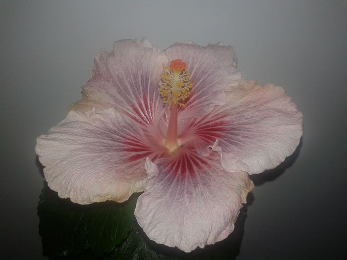 20160129_145403 - Hibiscus Eye of the Storm