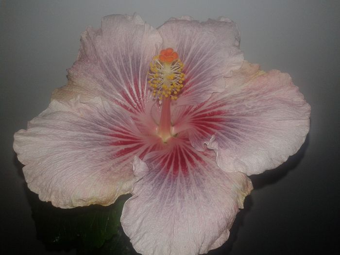 20160129_145412 - Hibiscus Eye of the Storm