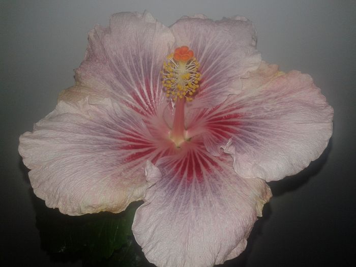 20160129_145415 - Hibiscus Eye of the Storm